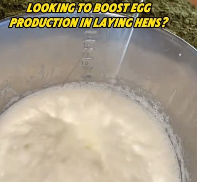 মুরগির ডিম উৎপাদন বাড়াতে চান?